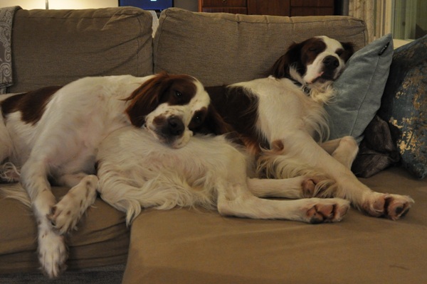 Sadie & Faolán